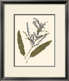 Pressed Botanical IV Print