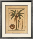 Cocoa Nut Palm Posters by Rebecca 