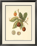 Native Fruits I Prints