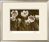 Baroque Tulips Limited Edition Framed Print by Ives Mccoll