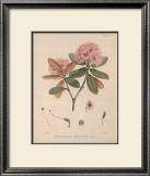 Aeruginosum Art by Joseph Dalton Hooker