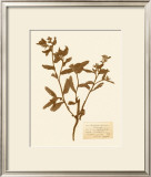 Pressed Flower Study III Prints