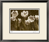Baroque Tulips Limited Edition Framed Print by Ives Mccoll