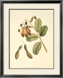 Native Fruits III Prints