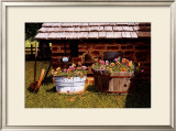 Pumphouse Pansies Print by Bob Timberlake
