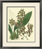 Antique Orchid Study III Prints by Syndenham Edwards