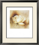 White Rose I Prints by Betty Jansma