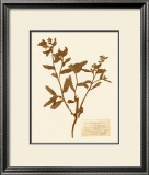 Pressed Flower Study III Prints