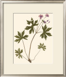 Pressed Botanical III Prints