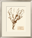 Pressed Flower Study II Posters