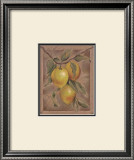 Citron Fructus Posters por Constance Lael Citron Fructus Posters por Constance Lael