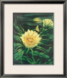 Blooming Cereus with Full Moon Framed Giclee Print by Ted Mundorff