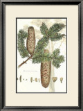 Antique Silver Fir Tree Art by John Miller (Johann Sebastien Mueller) 