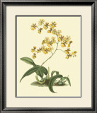 Antique Orchid Study I Prints by Syndenham Edwards