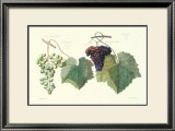 Grape Ensemble I Art by T. Langley