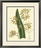 Antique Orchid Study II Posters by Syndenham Edwards