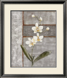 Orchid Shimmer I Prints by O. Braun
