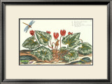 De Passe Cyclamen Posters by Crispijn de Passe