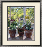 Four Pots of Auriculas Print by J. Morley