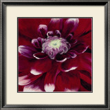 Red Dahlia Poster by Beth Winslow