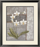 Orchid Shimmer II Prints by O. Braun