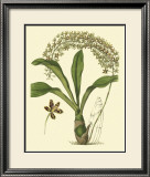Antique Orchid Study IV Poster by Syndenham Edwards