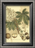 Antique Horse Chestnut Tree Prints by John Miller (Johann Sebastien Mueller) 