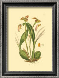 Orchids IV Prints by Ridgeway 