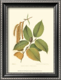 Black Birch Prints by Sprague 