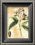 Clove Prints by Walter H. Fitch