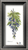 Blueberries Posters by Peggy Abrams