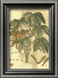 Antique Sycamore Tree Prints by John Miller (Johann Sebastien Mueller) 