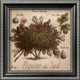 Figuier du Sud Prints by Vincent Perriol