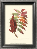 Smooth Sumac Print by Sprague 
