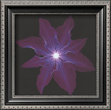 Clematis Posters by Jim Wehtje