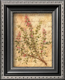 Vintage Herbs, Thyme Prints by Constance Lael