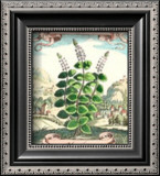 Mint Posters by Johann Theodore de Bry