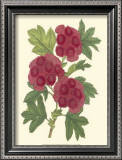 Bountiful Garden II Art