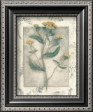 Yarrow Posters by Julie Nightingale