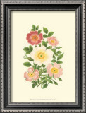 Summer Garden IV Prints by Anne Pratt