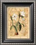 Lily Prints by Barbara Norris