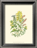 Summer Garden XII Prints by Anne Pratt