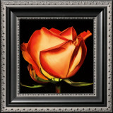 Rose II Prints by Linda Mcvay