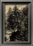 Larch Tree Prints by Ernst Heyn