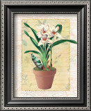 Potted Cymbidium Print by Walter Robertson