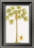 Papaya Tree Prints by Georg Dionysius Ehret