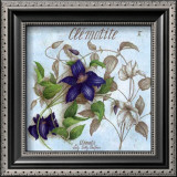 Clematite Prints by Vincent Jeannerot