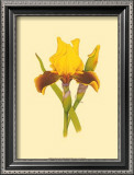 Iris Bloom IV Art by M. Prajapati