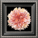 Orange Dahlia Posters by Linda Mcvay