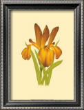 Iris Bloom II Prints by M. Prajapati
